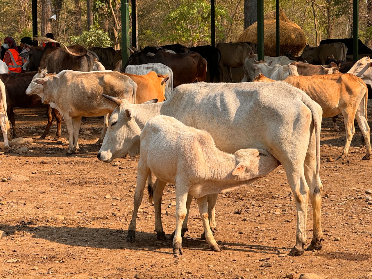 A calf nursing from its mother in a cattle herd at a sunny farm setting.