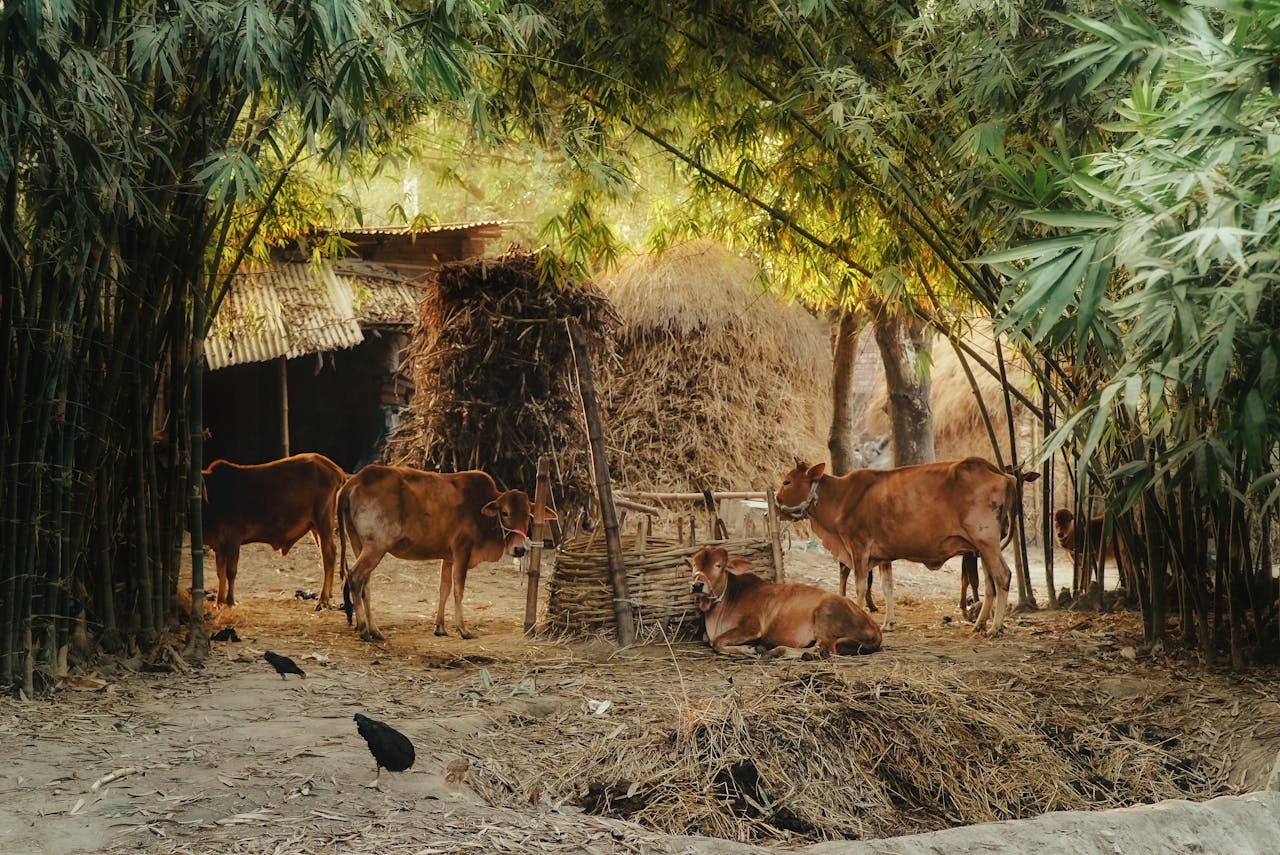 Serene rural farmyard scene with cows resting among bamboo and haystacks.